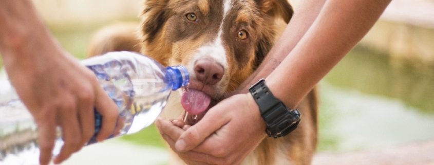 água para animais