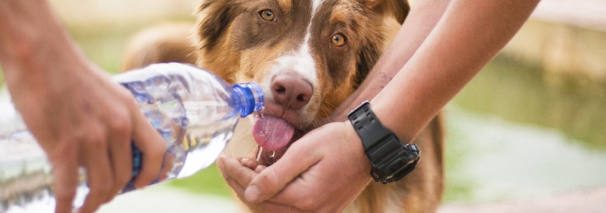 água para animais